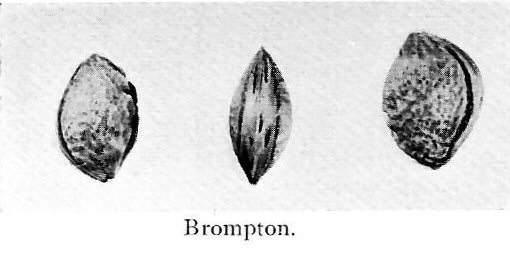 Brompton
